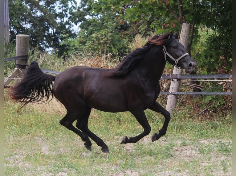 PRE Giumenta 3 Anni 157 cm Morello in Wremen