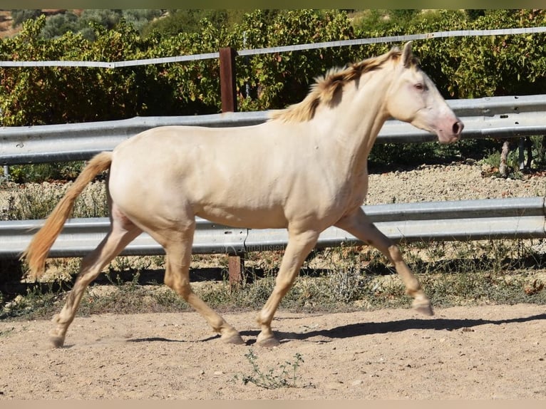 PRE Giumenta 3 Anni 157 cm Pearl in Provinz Cordoba