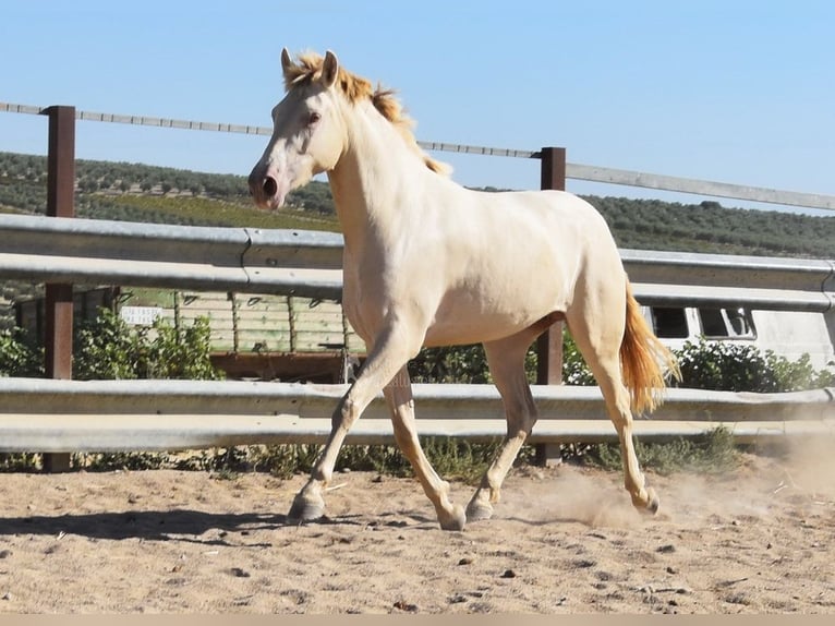 PRE Giumenta 3 Anni 157 cm Pearl in Provinz Cordoba