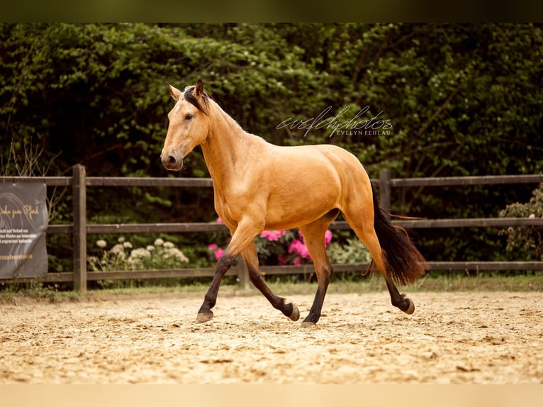 PRE Mix Giumenta 3 Anni 157 cm Pelle di daino in Hümmel