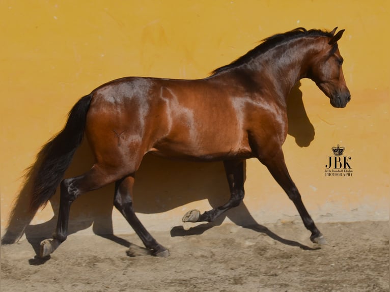 PRE Giumenta 3 Anni 158 cm Baio in Tabernas Almeria