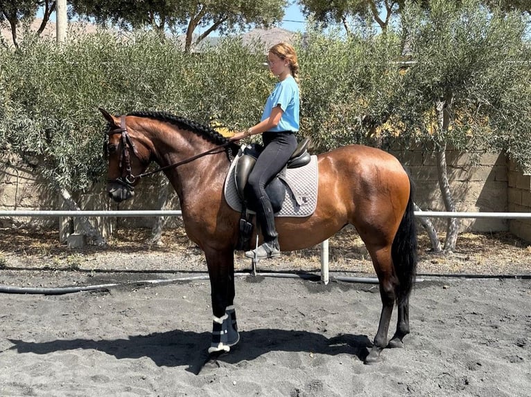 PRE Giumenta 3 Anni 158 cm Baio in El Ejido