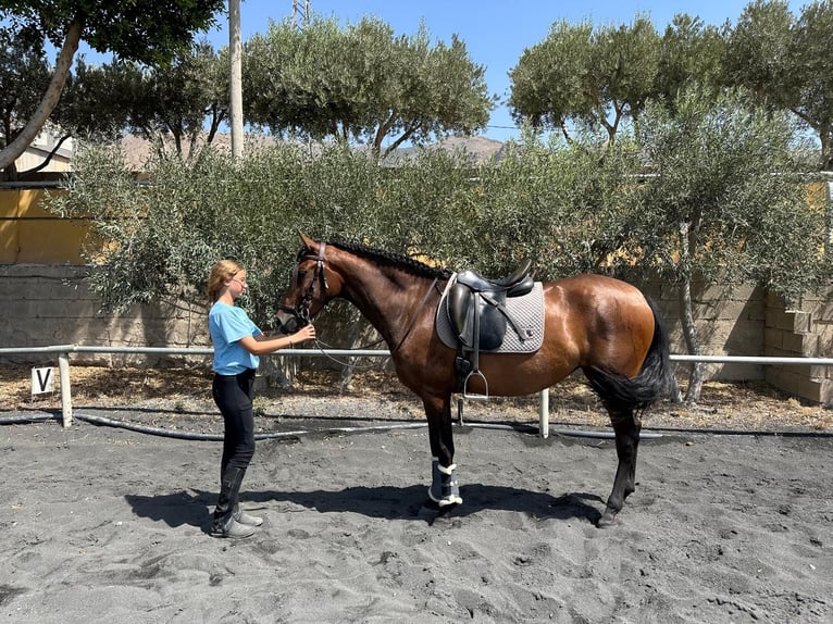 PRE Giumenta 3 Anni 158 cm Baio in El Ejido