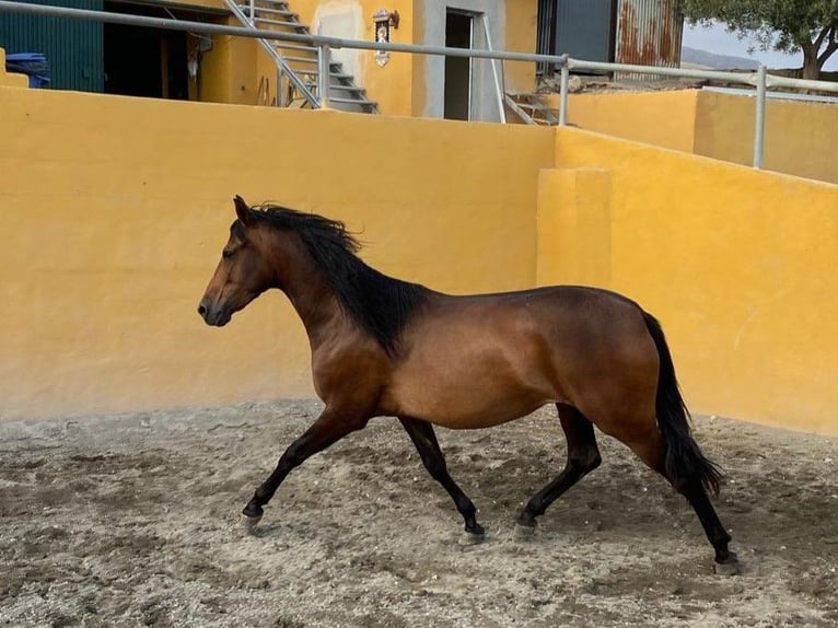 PRE Giumenta 3 Anni 158 cm Baio in El Ejido