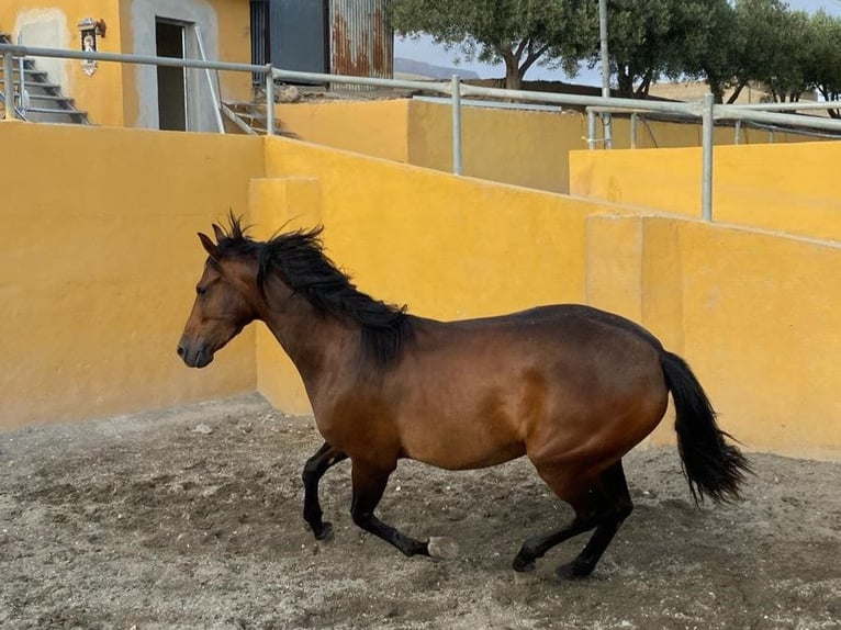 PRE Giumenta 3 Anni 158 cm Baio in El Ejido