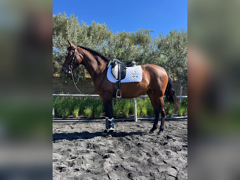 PRE Giumenta 3 Anni 158 cm Baio in El Ejido