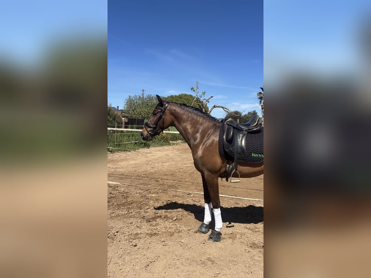 PRE Mix Giumenta 3 Anni 158 cm Baio scuro in Gava