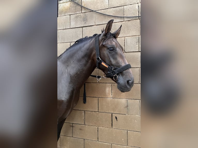 PRE Mix Giumenta 3 Anni 158 cm Baio scuro in Gava