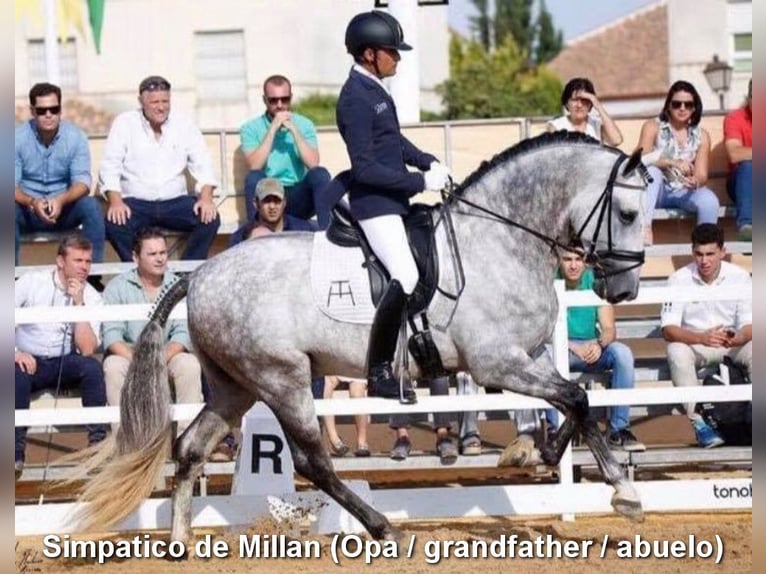 PRE Giumenta 3 Anni 158 cm Grigio in Provinz Malaga