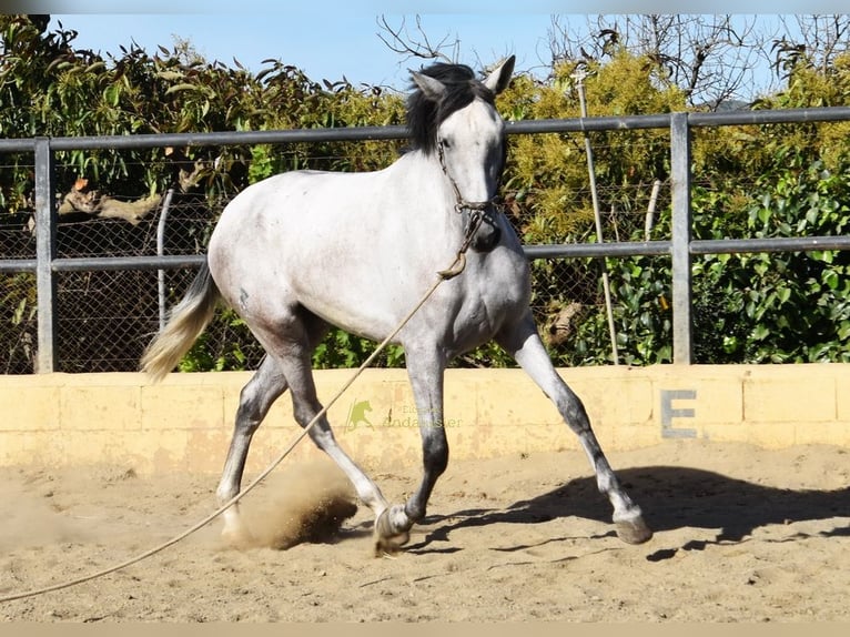 PRE Giumenta 3 Anni 158 cm Grigio in Provinz Malaga