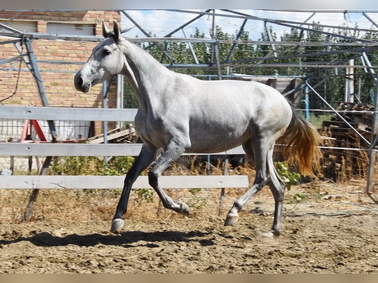 PRE Giumenta 3 Anni 158 cm Grigio in Provinz Granada