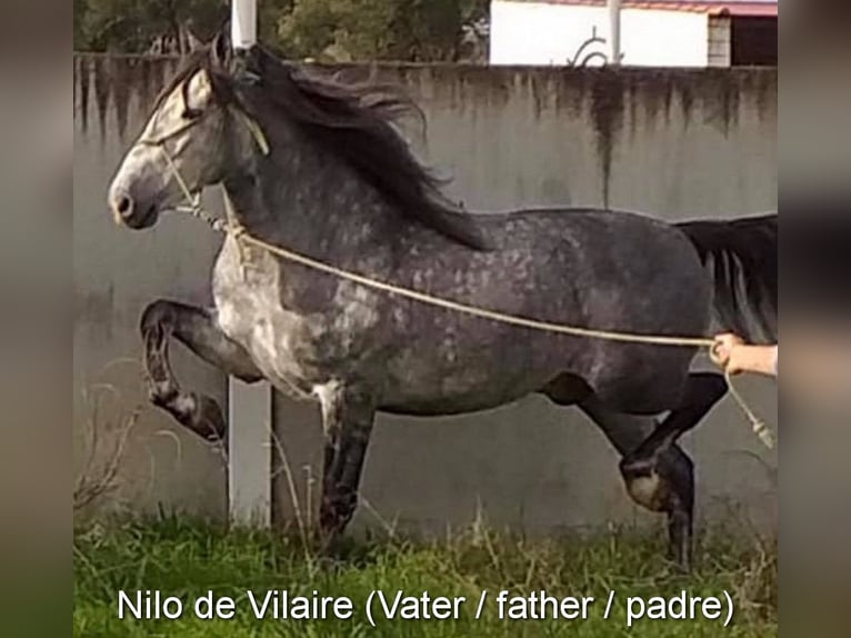 PRE Giumenta 3 Anni 158 cm Grigio in Provinz Granada