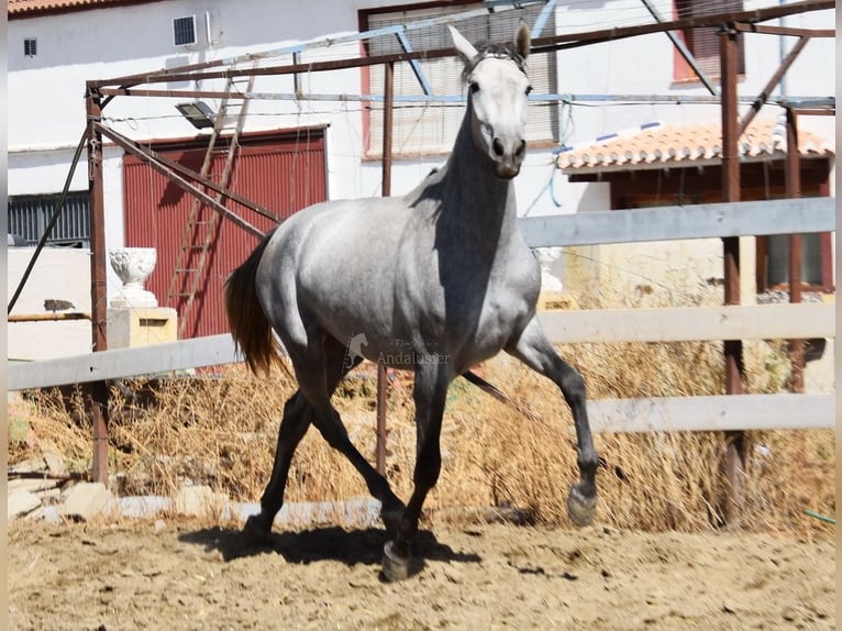PRE Giumenta 3 Anni 158 cm Grigio in Provinz Granada