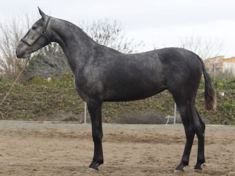 PRE Giumenta 3 Anni 158 cm Grigio in Alcantarilla