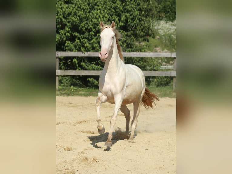 PRE Giumenta 3 Anni 158 cm Perlino in Waldshut-Tiengen