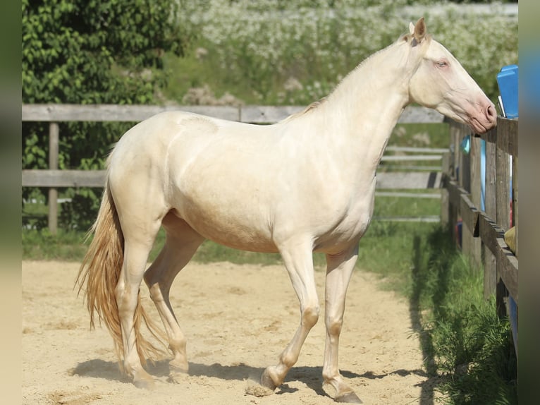 PRE Giumenta 3 Anni 158 cm Perlino in Waldshut-Tiengen