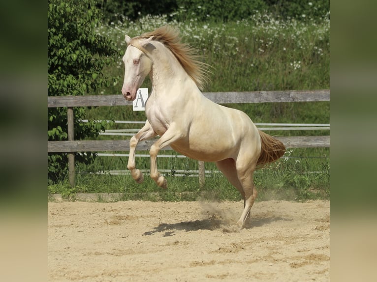 PRE Giumenta 3 Anni 158 cm Perlino in Waldshut-Tiengen