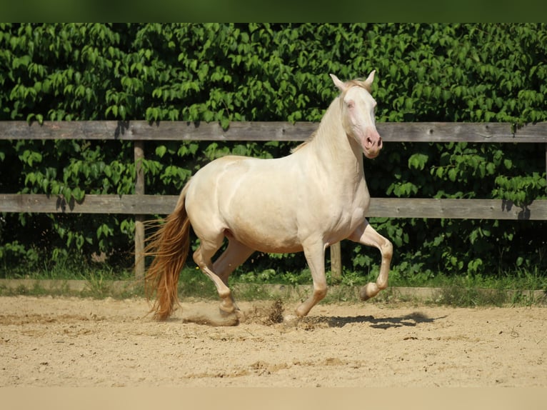 PRE Giumenta 3 Anni 158 cm Perlino in Waldshut-Tiengen