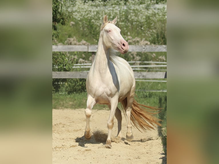 PRE Giumenta 3 Anni 158 cm Perlino in Waldshut-Tiengen