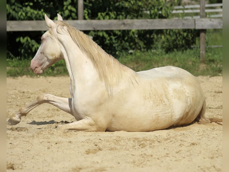 PRE Giumenta 3 Anni 158 cm Perlino in Waldshut-Tiengen