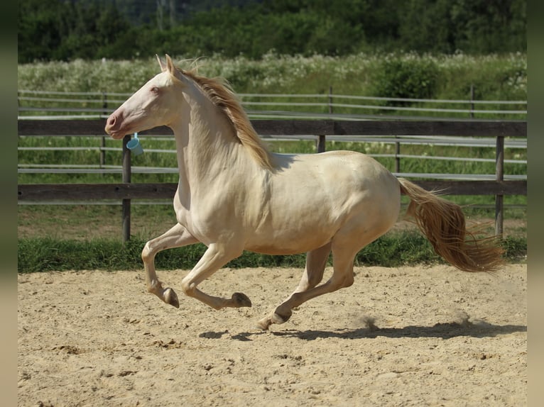 PRE Giumenta 3 Anni 158 cm Perlino in Waldshut-Tiengen