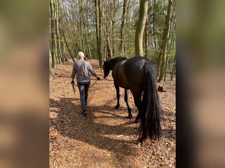 PRE Giumenta 3 Anni 158 cm Può diventare grigio in Munster