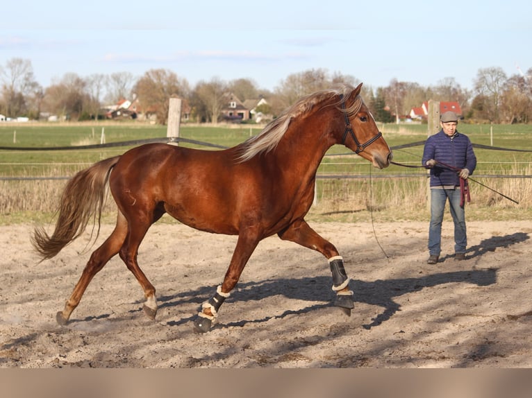 PRE Giumenta 3 Anni 158 cm Sauro in Wremen