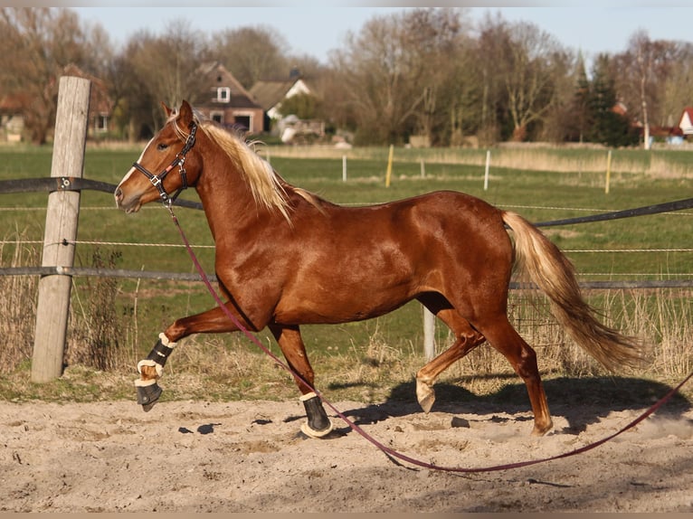 PRE Giumenta 3 Anni 158 cm Sauro in Wremen