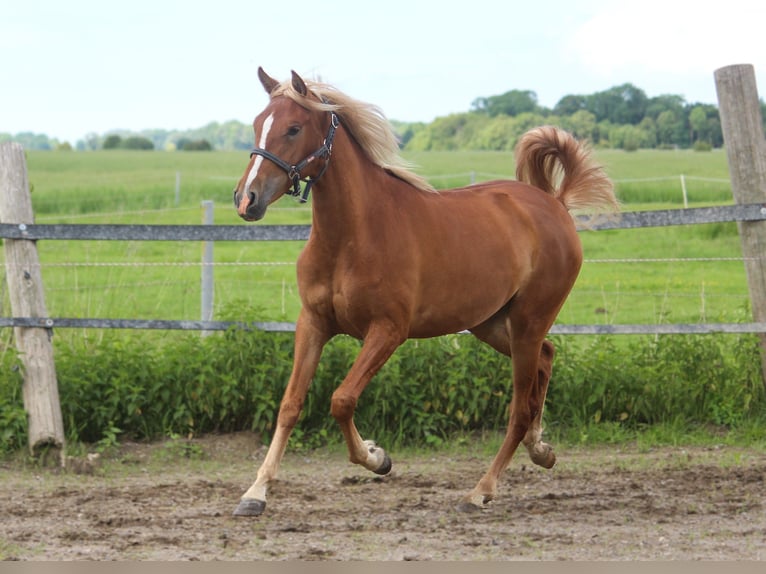 PRE Giumenta 3 Anni 158 cm Sauro in Wremen