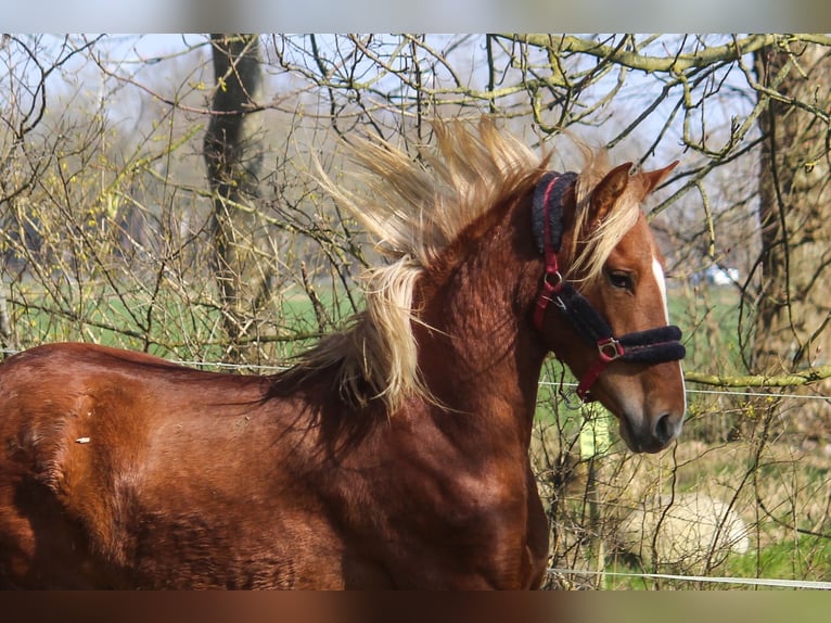 PRE Giumenta 3 Anni 158 cm Sauro in Wremen