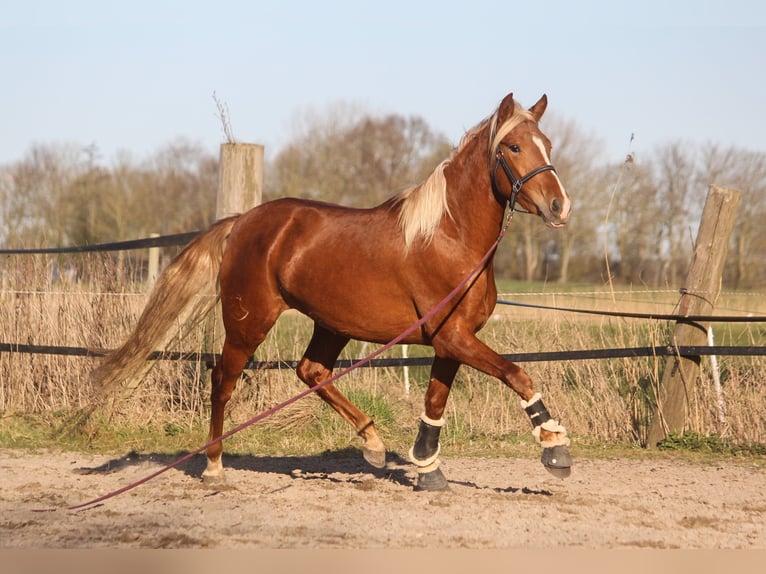 PRE Giumenta 3 Anni 158 cm Sauro in Wremen