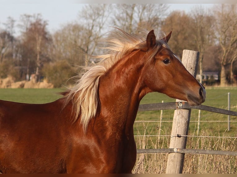 PRE Giumenta 3 Anni 158 cm Sauro in Wremen