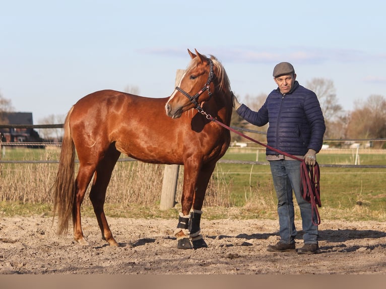 PRE Giumenta 3 Anni 158 cm Sauro in Wremen
