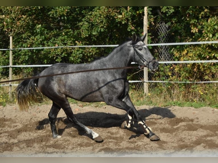 PRE Giumenta 3 Anni 159 cm Leardo in Bussum