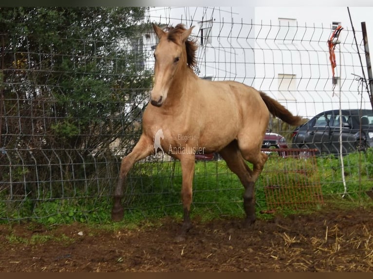 PRE Mix Giumenta 3 Anni 159 cm Pearl in Provinz Cordoba