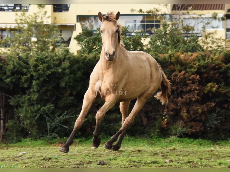 PRE Mix Giumenta 3 Anni 159 cm Pearl in Provinz Cordoba