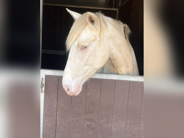 PRE Mix Giumenta 3 Anni 159 cm Perlino in Arganda Del Rey