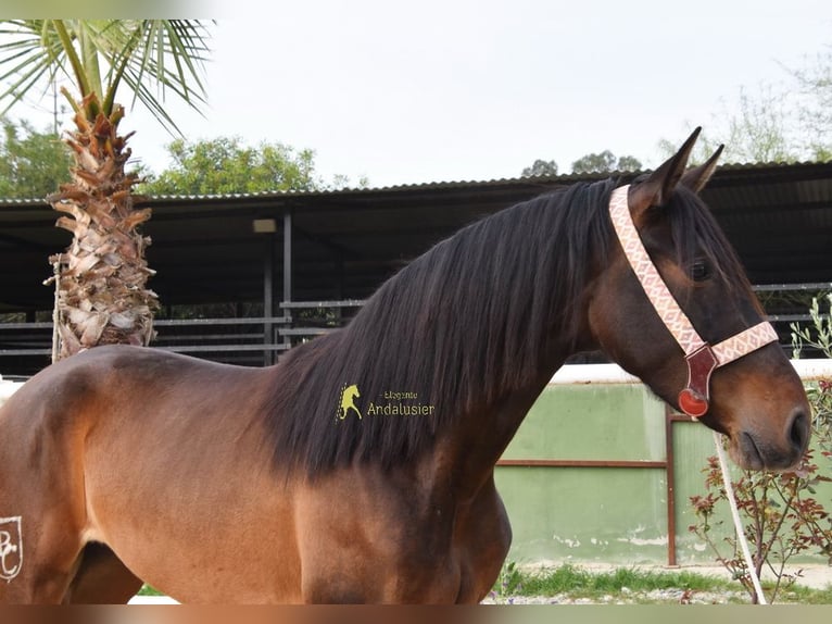 PRE Giumenta 3 Anni 160 cm Baio scuro in Provinz Malaga