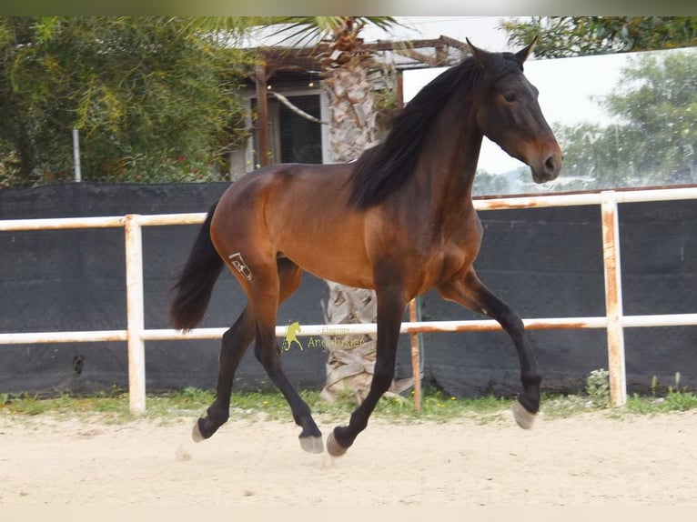PRE Giumenta 3 Anni 160 cm Baio scuro in Provinz Malaga