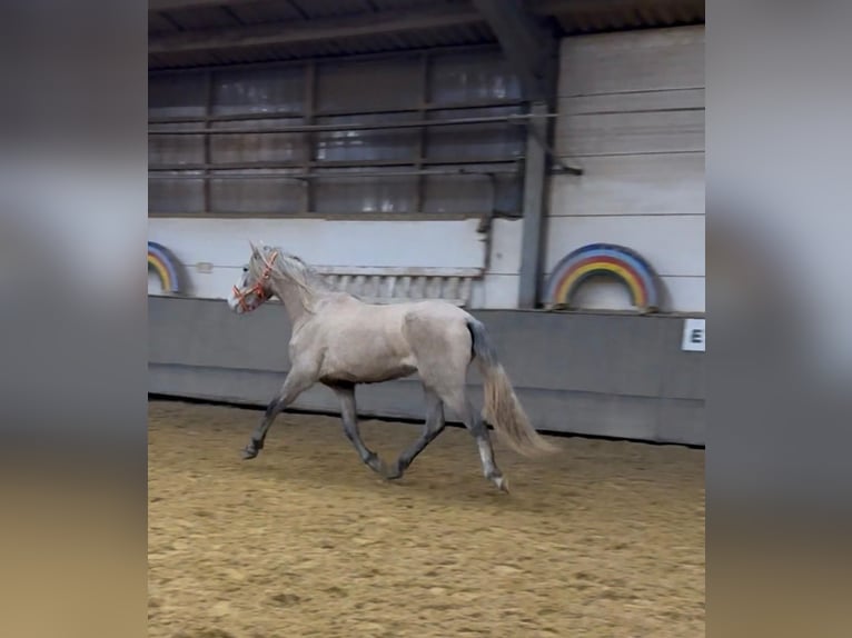 PRE Giumenta 3 Anni 160 cm Falbo baio in Otterberg
