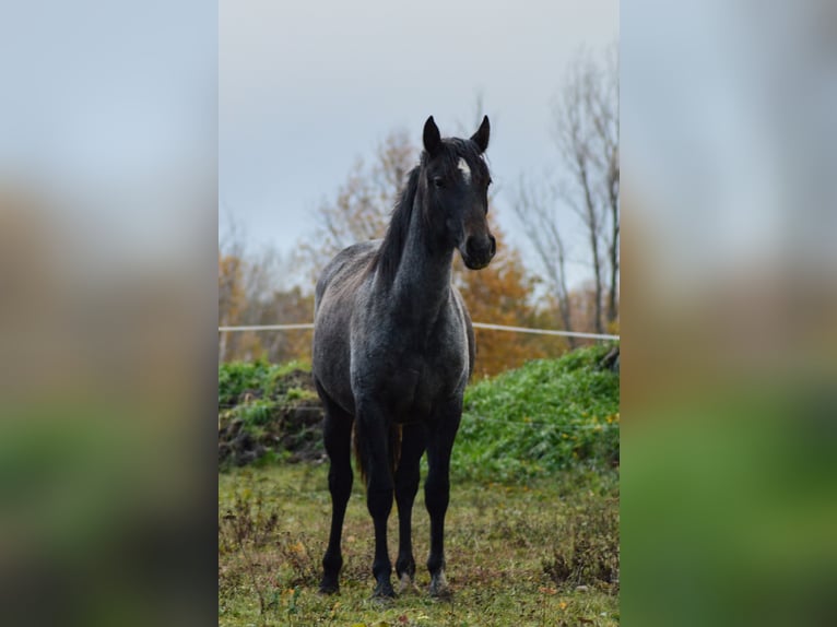 PRE Mix Giumenta 3 Anni 160 cm Grigio in Kubschütz