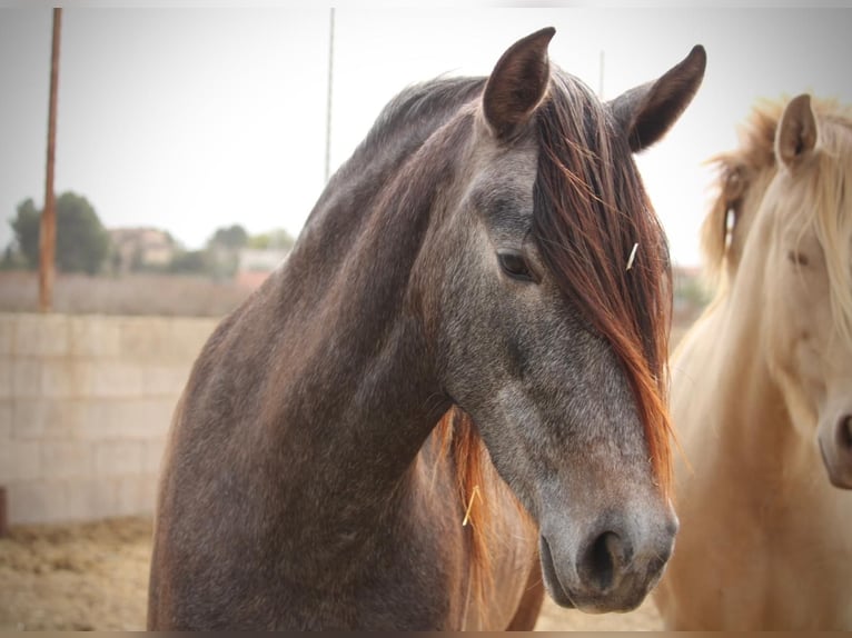 PRE Mix Giumenta 3 Anni 160 cm Grigio in Valencia