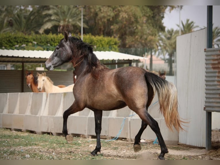 PRE Mix Giumenta 3 Anni 160 cm Grigio in Valencia