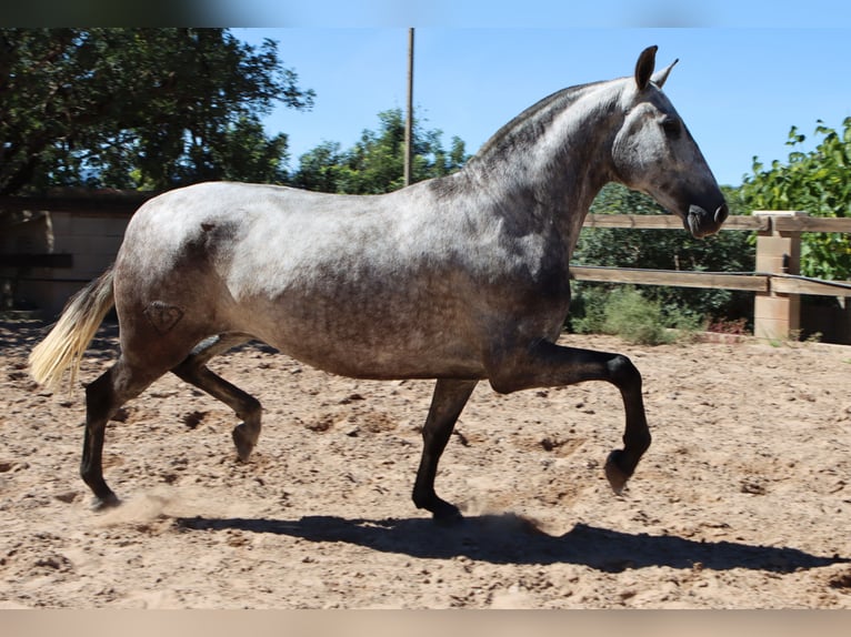 PRE Giumenta 3 Anni 160 cm Grigio pezzato in Sagunt/Sagunto