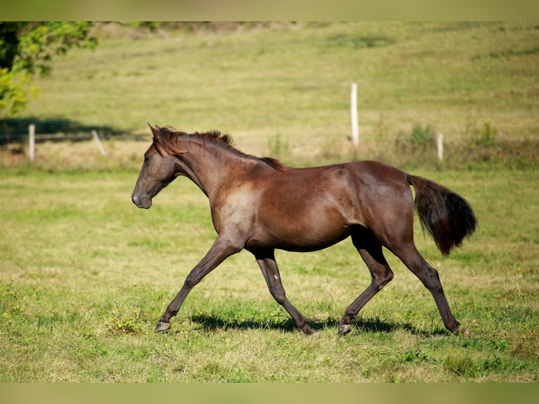 PRE Giumenta 3 Anni 160 cm Morello in Caumont