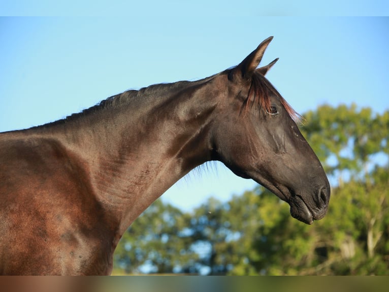 PRE Giumenta 3 Anni 160 cm Morello in CAUMONT