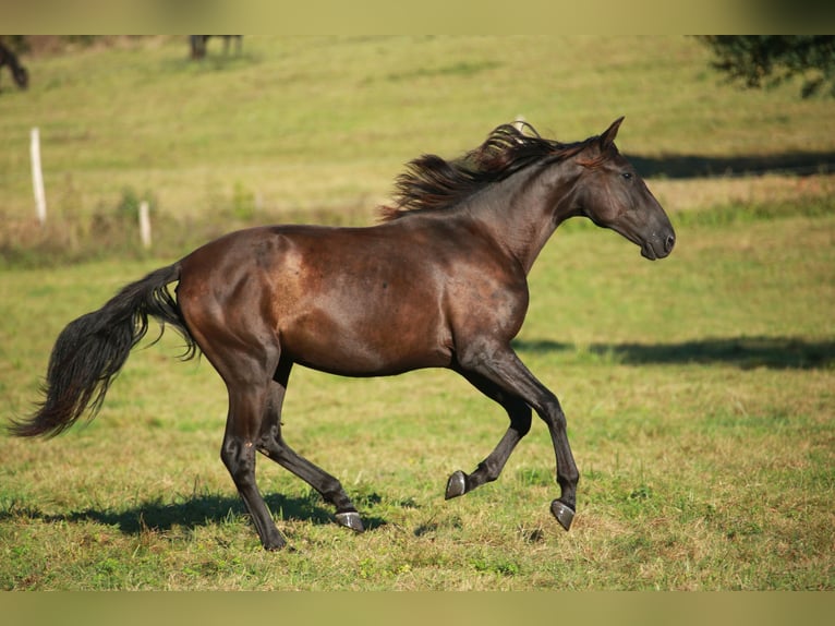 PRE Giumenta 3 Anni 160 cm Morello in CAUMONT