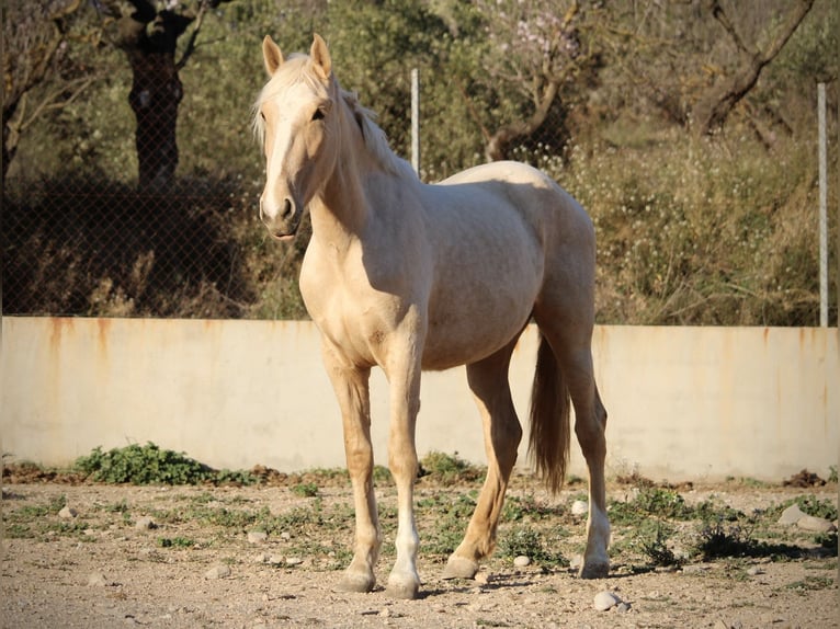 PRE Mix Giumenta 3 Anni 160 cm Palomino in Valencia