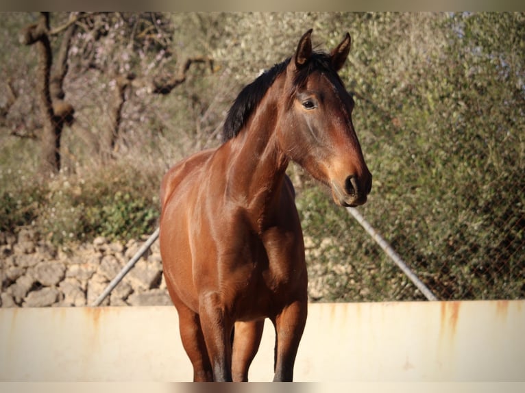 PRE Mix Giumenta 3 Anni 160 cm Palomino in Valencia