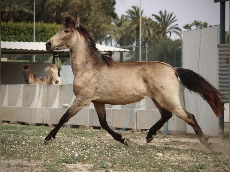 PRE Mix Giumenta 3 Anni 160 cm Pelle di daino in Valencia